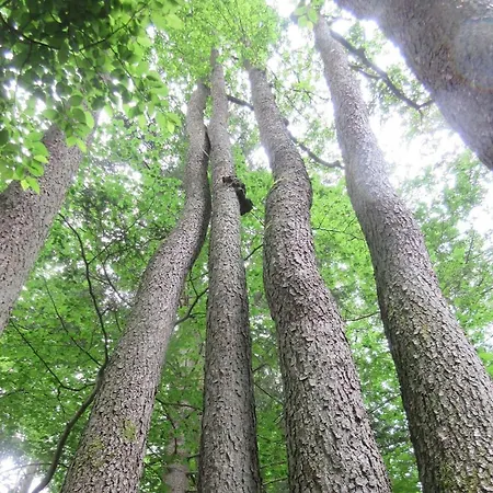 فندق مبيت وإفطار Ederlust Heilungsraeume Ev 3*