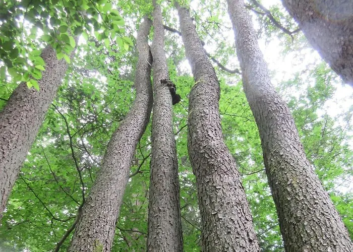 לינה וארוחת בוקר Ederlust Heilungsraeume Ev 3*